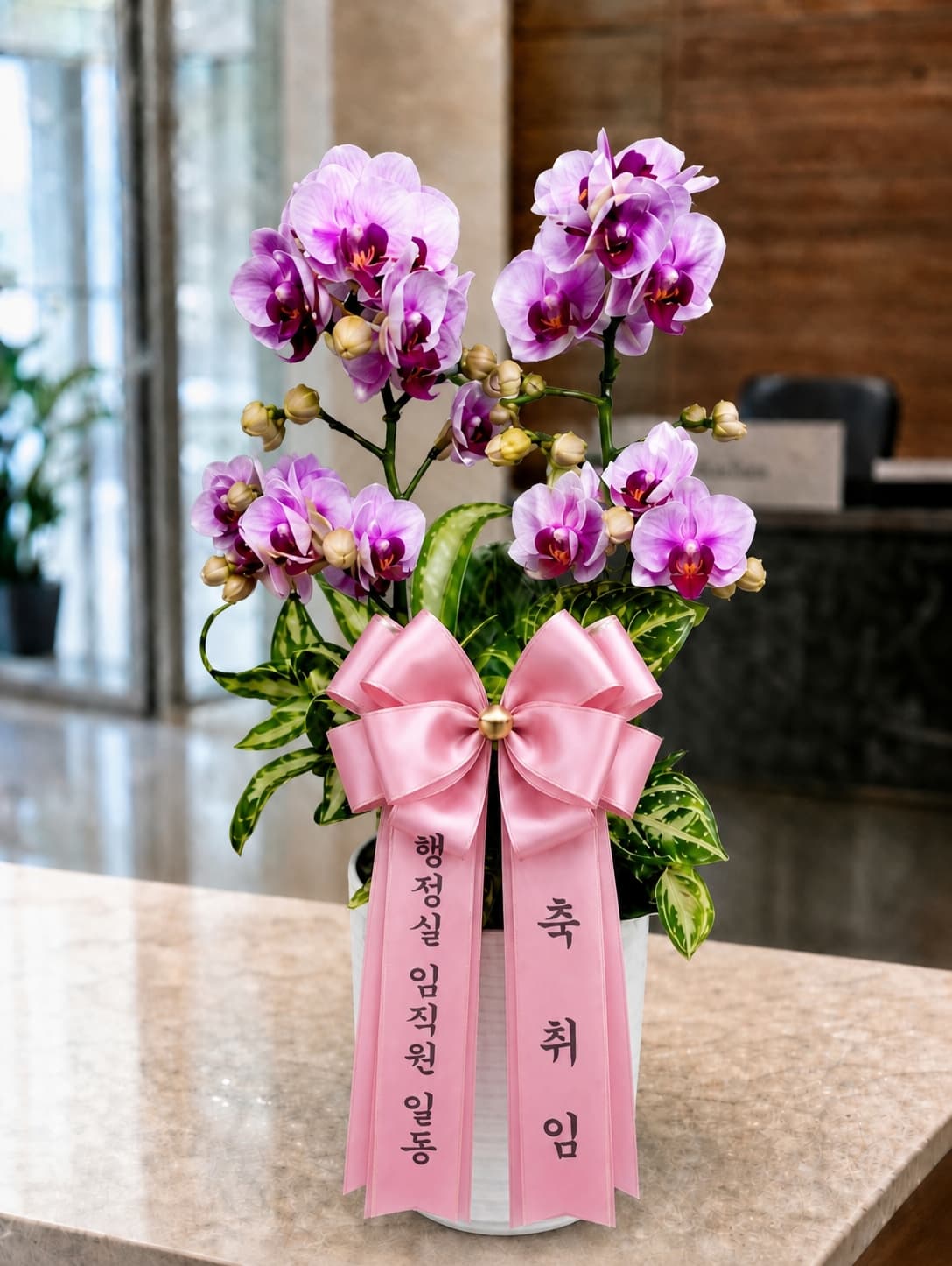 퍼플 그라데이션 호접란 3대