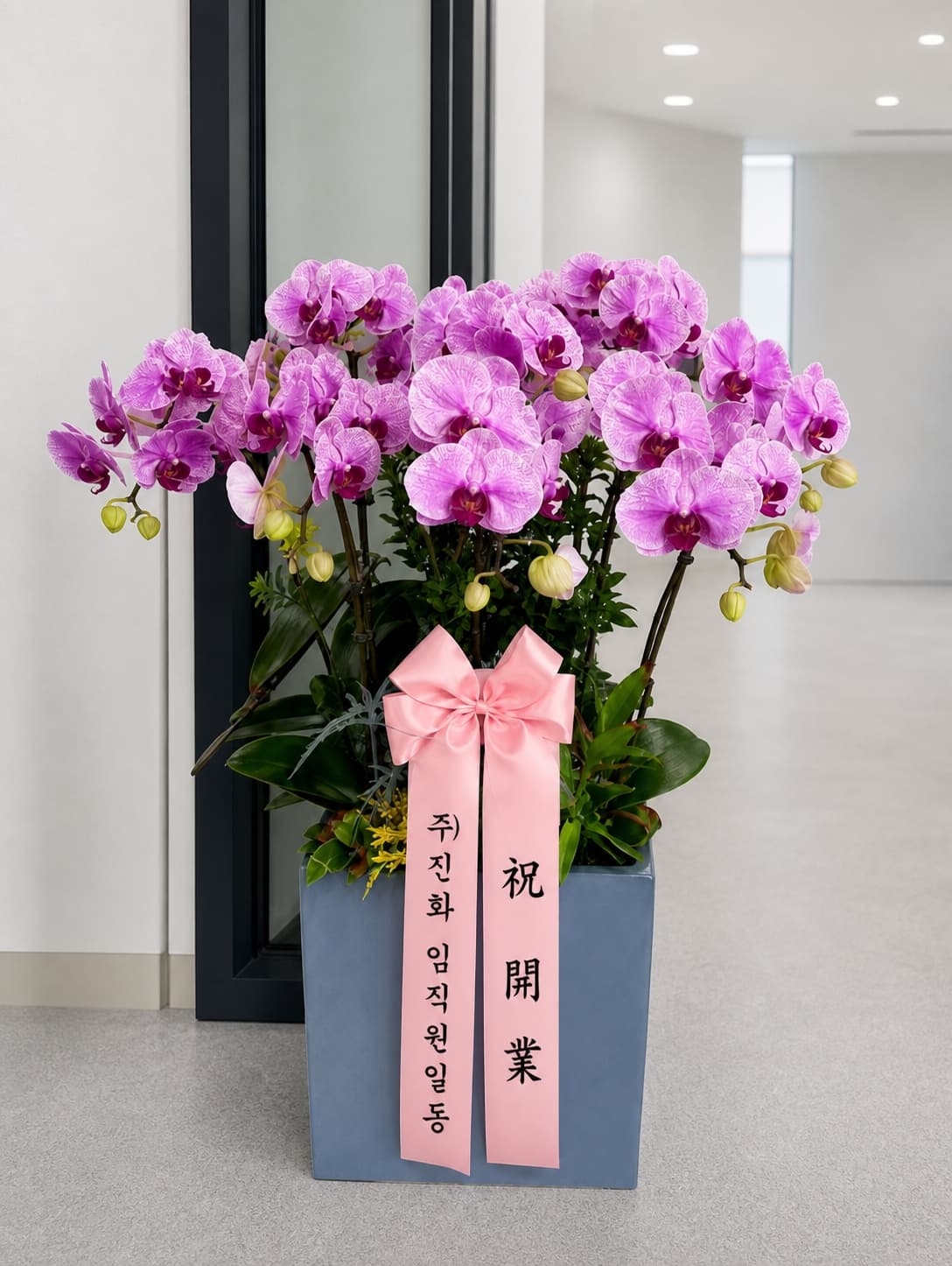 라일락 호접란 5대
